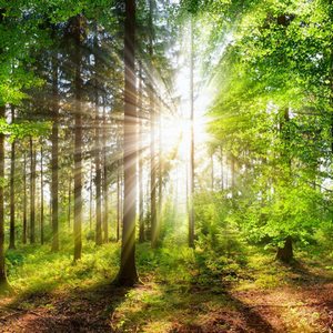 foret soleil 300x300