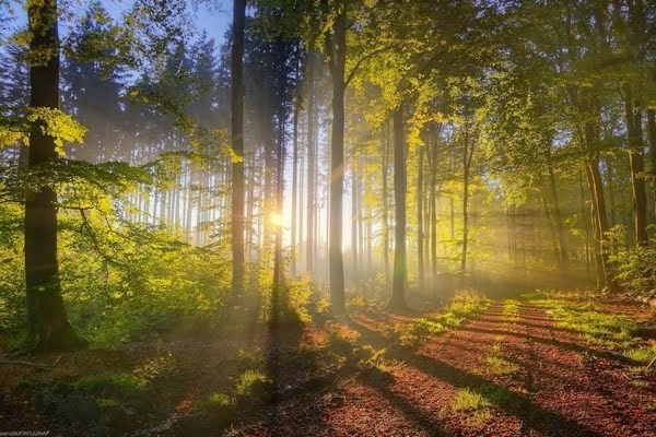 Levé de soleil en forêt 600x400