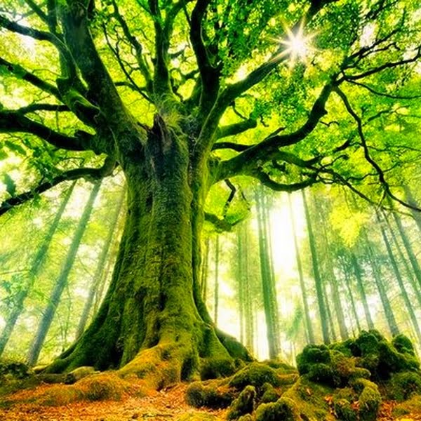 Arbre 600x600